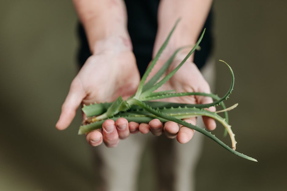 Aloe Vera (Oral)