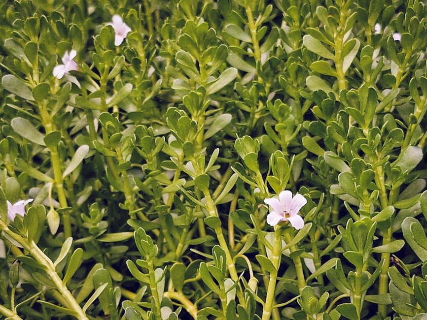 Bacopa Monnieri
