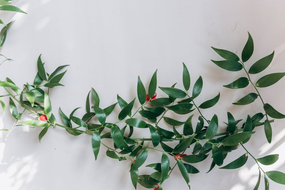 Butcher's Broom (Ruscus aculeatus)