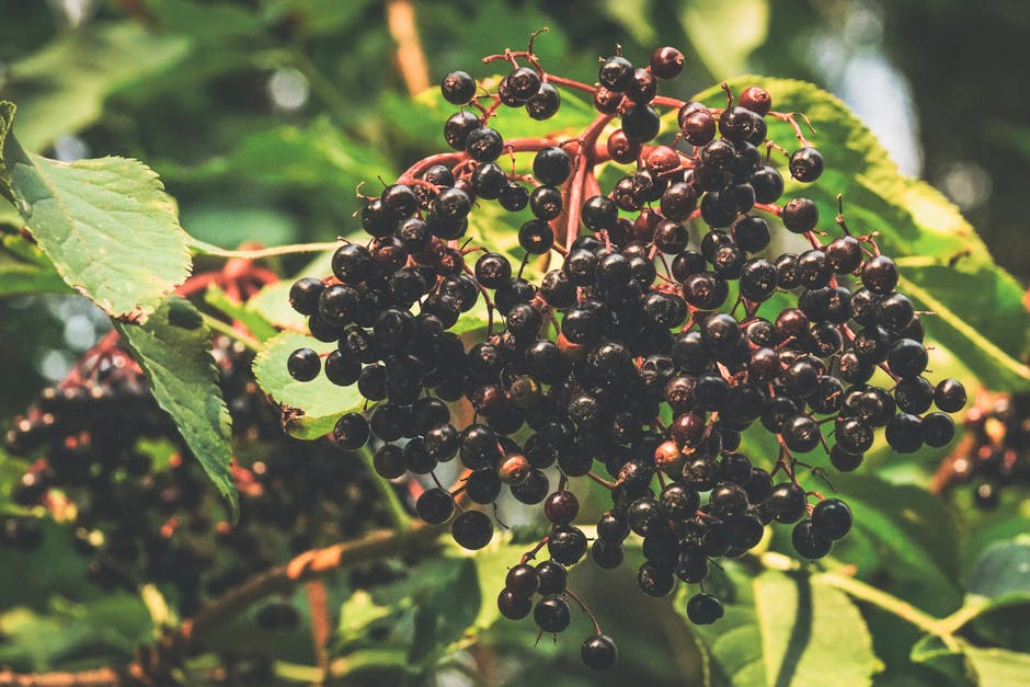 Elderberry