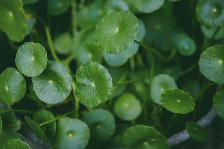 Gotu Kola