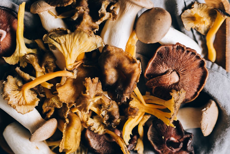 Maitake Mushroom