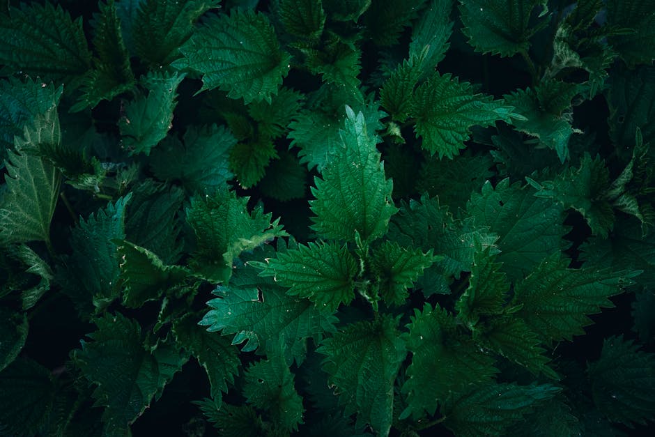 Stinging Nettle (Nettle Root & Leaf)