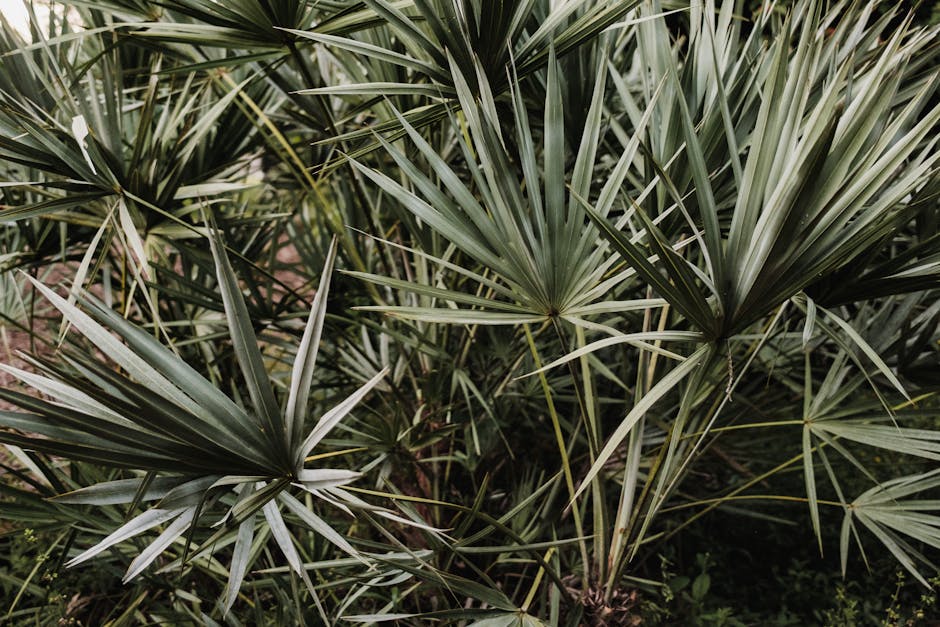 Saw Palmetto