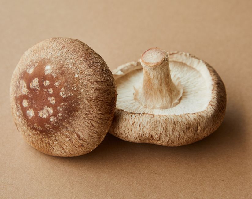 Shiitake Mushroom