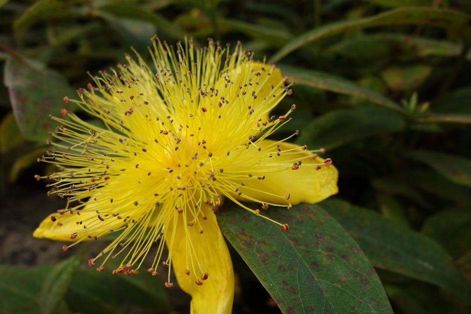 St. John's Wort