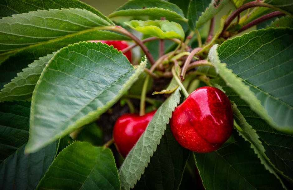 Tart Cherry