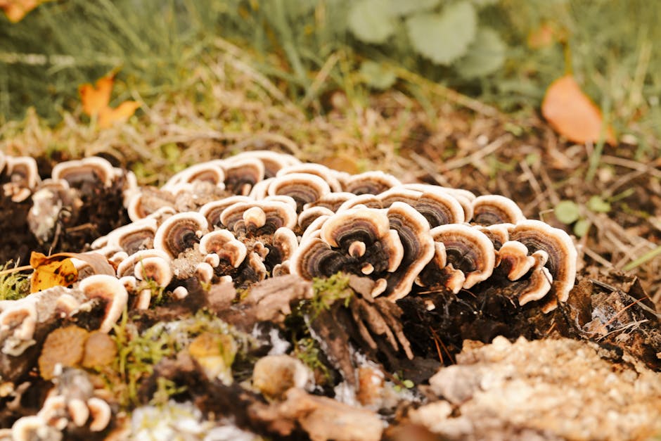 Turkey Tail Mushroom